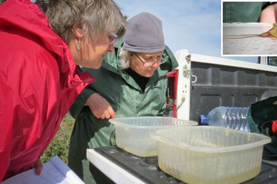 camarão, jurássico, Algarve