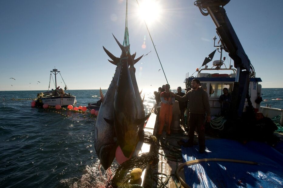 pescadores, atum-rabilho, ásia, navio coreano, pesca, peixe, captura