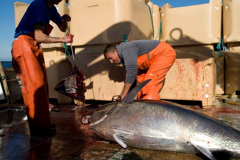 atum-rabilho, coreia, pescadores, motosserra, algarve, pesca, farol, barra, mar, costa