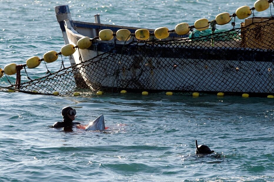 Atum-rabilho, pesca, mar, algarve, pescadores, mergulhadores, rede, embarcação