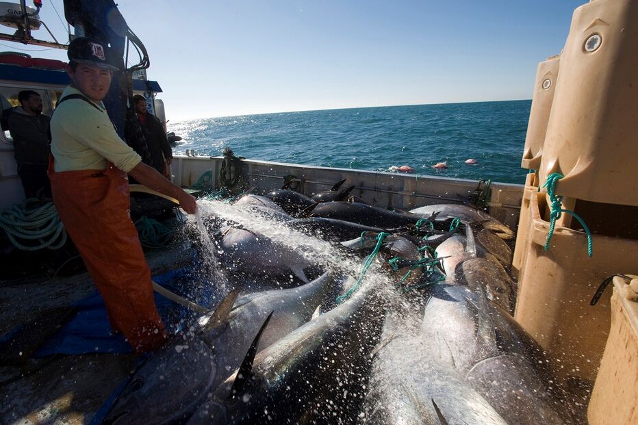 Atum-rabilho, fotorreportagem, luís costa, pesca, captura