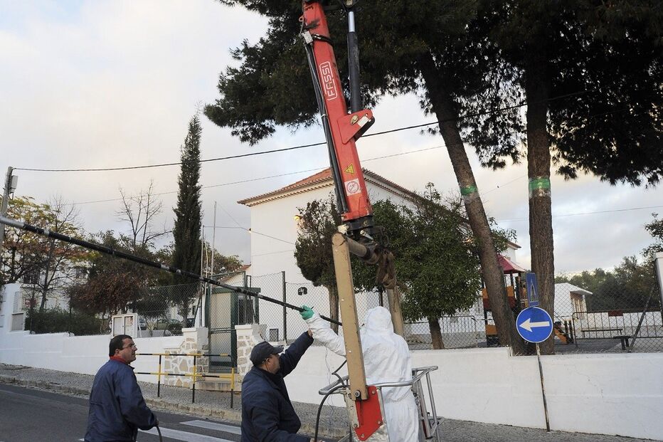 24-02-2015_02_12_33 19 pinheiro.jpg