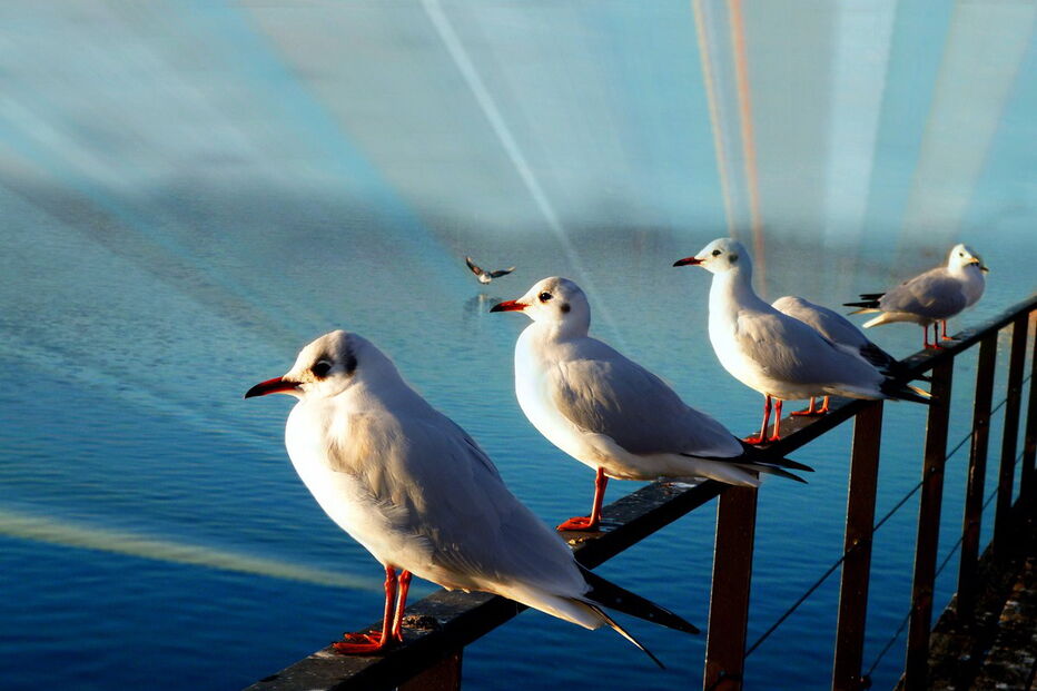 Geração Arte, Patrícia Ferreira