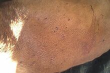 Simba, cão, abatido, donos, José Diogo Carriço, Andreia Mira