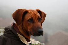 Simba, cão, abatido, donos, José Diogo Carriço, Andreia Mira