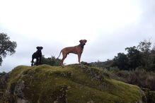 Simba, cão, abatido, donos, José Diogo Carriço, Andreia Mira