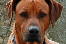 Simba, cão, abatido, donos, José Diogo Carriço, Andreia Mira