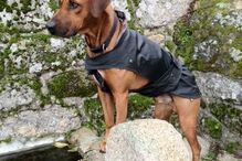 Simba, cão, abatido, donos, José Diogo Carriço, Andreia Mira