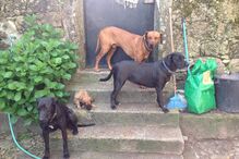 Simba, cão, abatido, donos, José Diogo Carriço, Andreia Mira