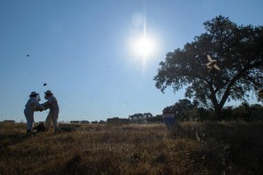 Apicultores, colmeias