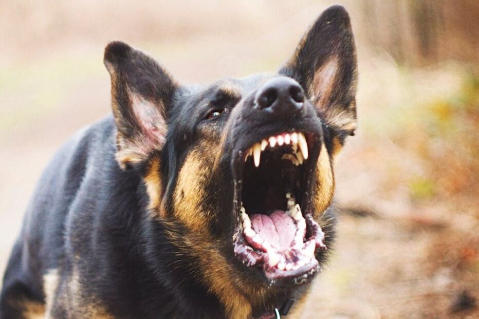 cão, morte, pastor, alemão