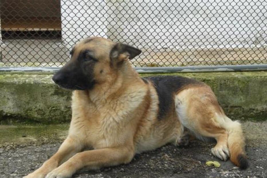 pastor alemão, deitado, cão, 