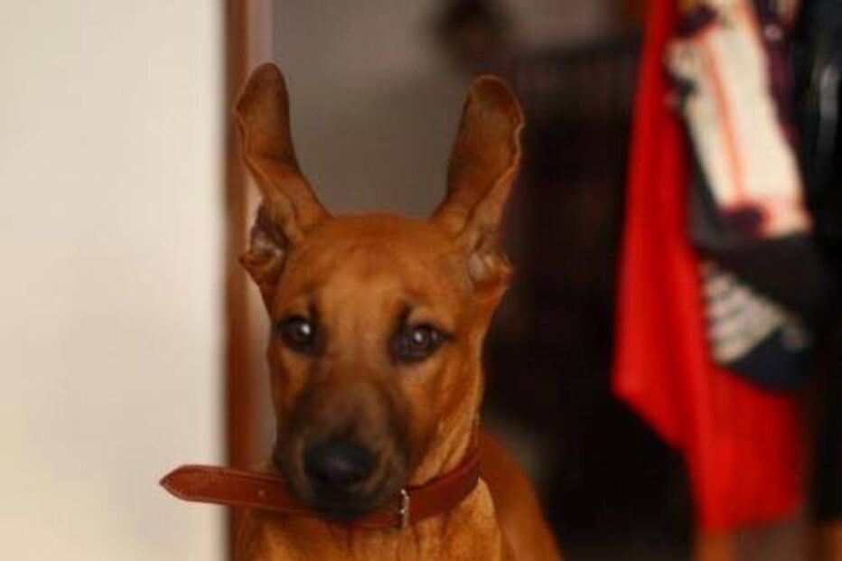 Simba, cão, abatido, donos, José Diogo Carriço, Andreia Mira