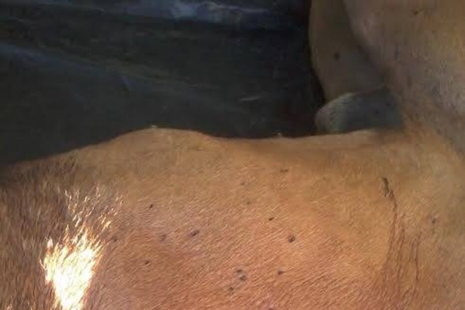 Simba, cão, abatido, donos, José Diogo Carriço, Andreia Mira