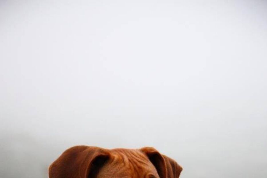 Simba, cão, abatido, donos, José Diogo Carriço, Andreia Mira