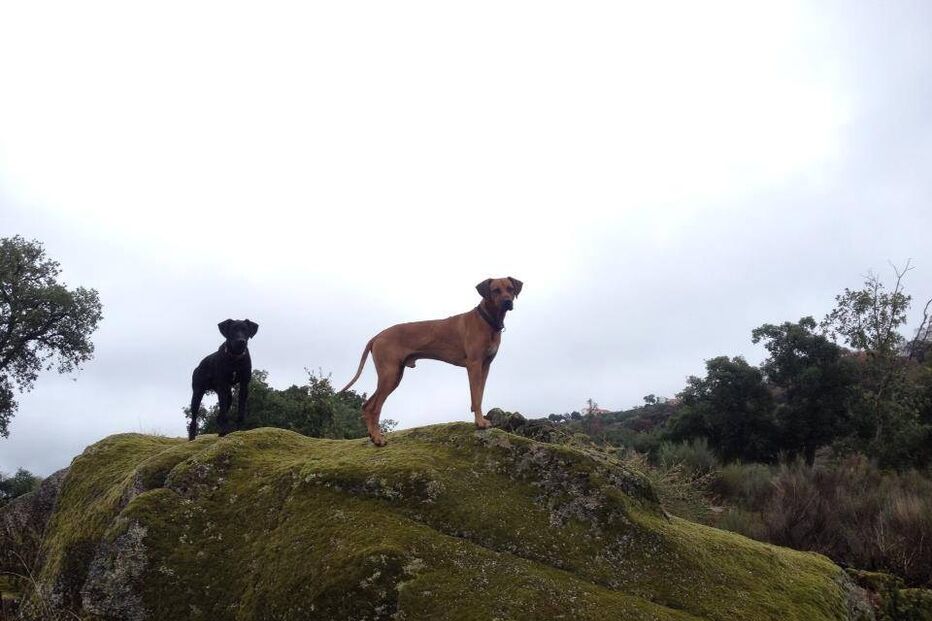 Simba, cão, abatido, donos, José Diogo Carriço, Andreia Mira