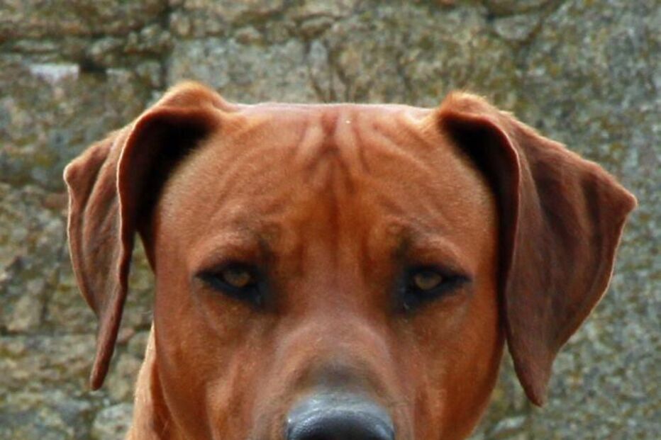 Simba, cão, abatido, donos, José Diogo Carriço, Andreia Mira