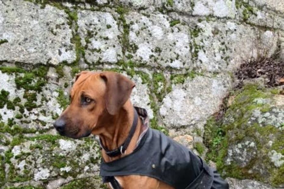 Simba, cão, abatido, donos, José Diogo Carriço, Andreia Mira