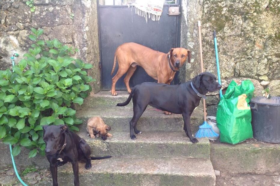 Simba, cão, abatido, donos, José Diogo Carriço, Andreia Mira