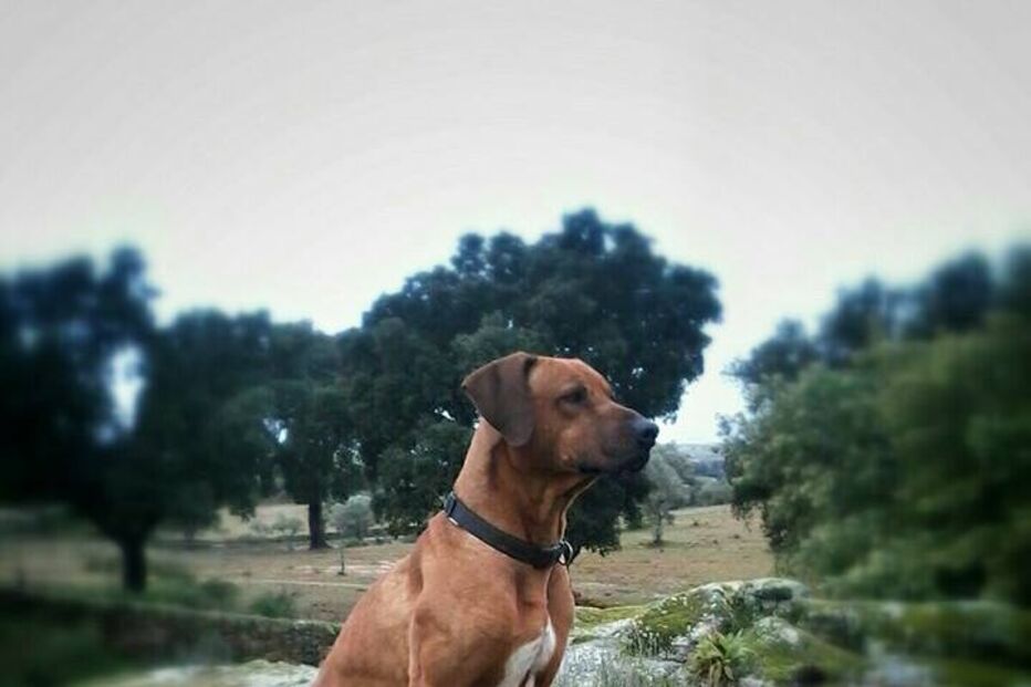 Simba, cão, abatido, donos, José Diogo Carriço, Andreia Mira