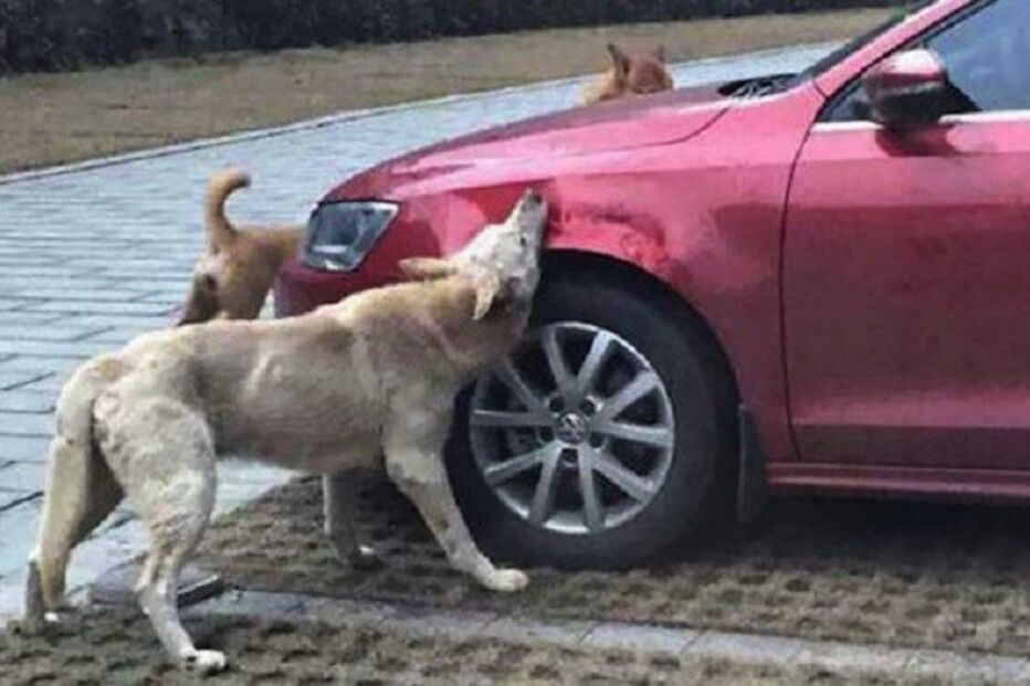 11-03-2015_21_51_03 ml cães.jpg