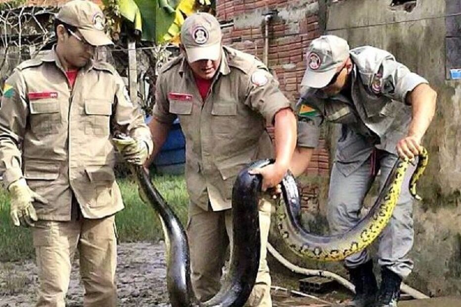 cobra, brasil, bombeiros