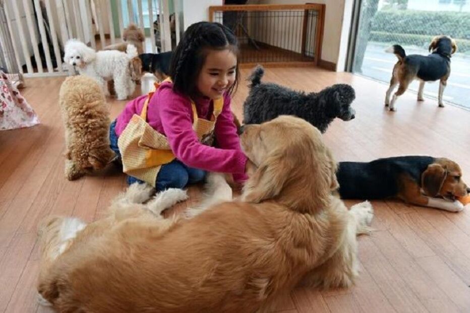 24-03-2015_00_46_58 caes aluguer.jpg