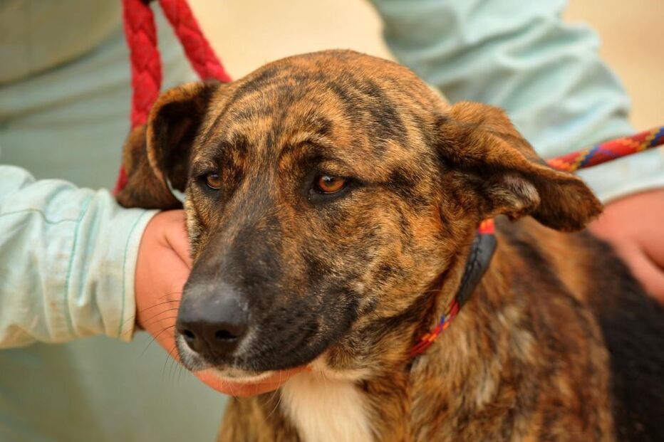 29-03-2015_02_41_41 11n cães.jpg