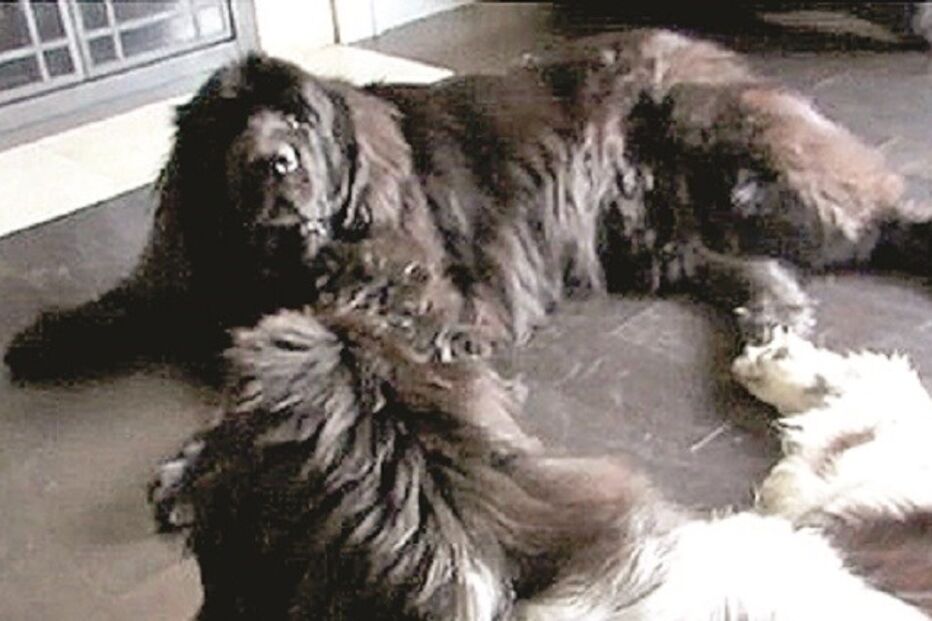 29-03-2015_21_19_17 Imagem 33c.jpg