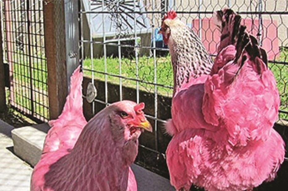 29-03-2015_21_23_05 Imagem 33d.jpg