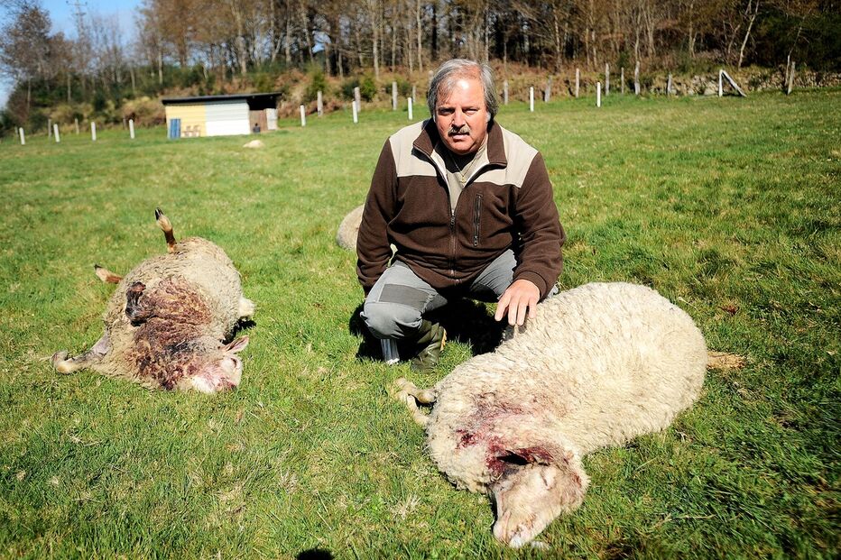pastores, lobos, ovelas, rebanho, animais, povoados, Gerês