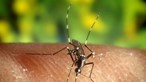 Angola já registou mais de 1600 mortes por malária só este ano