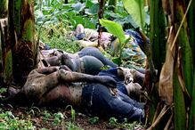 genocídio, ruanda, morte, massacre