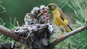 Proibição de armadilhas para aves com aceitação alargada no Parlamento