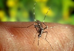 O vírus da Malária é transmitido por mosquitos