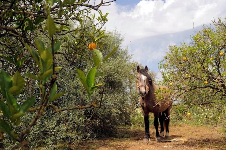 Coice, mortal, durante, passeio