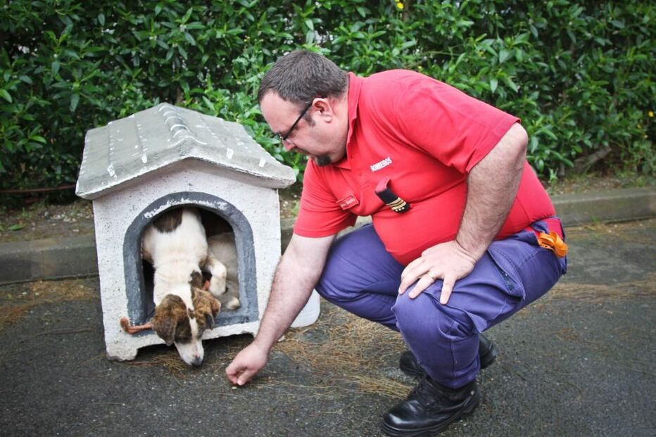 08-04-2015_22_28_27 19 cão.jpg