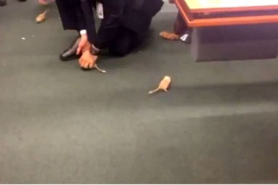 ratos, parlamento, brasil