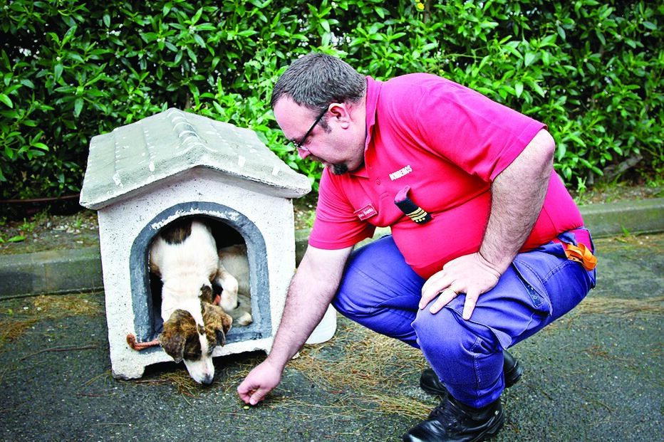 10-04-2015_23_45_26 21 cão.jpg