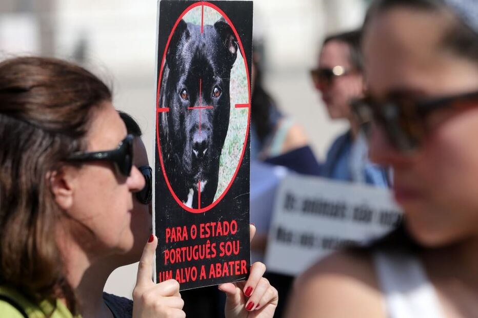 manifestação, animais