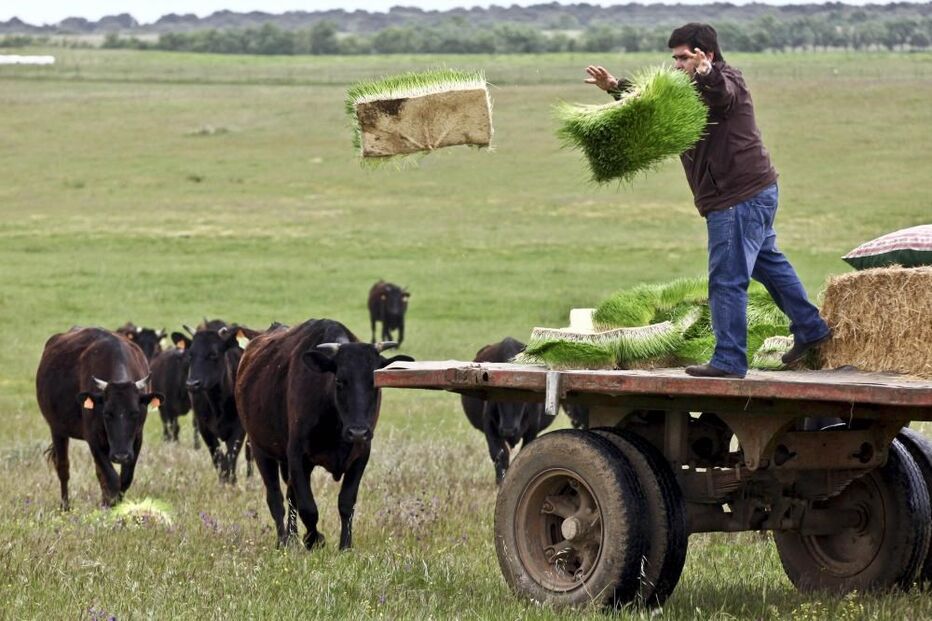 Vacas raça wagyu, Alentejo