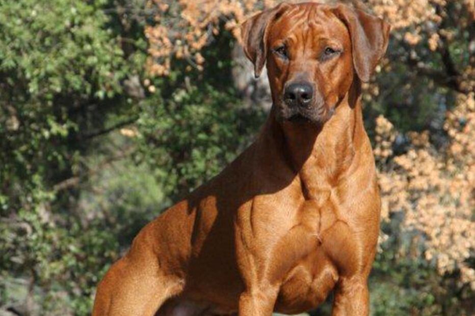 cão, rhodesian ridgeback, leão da rodésia