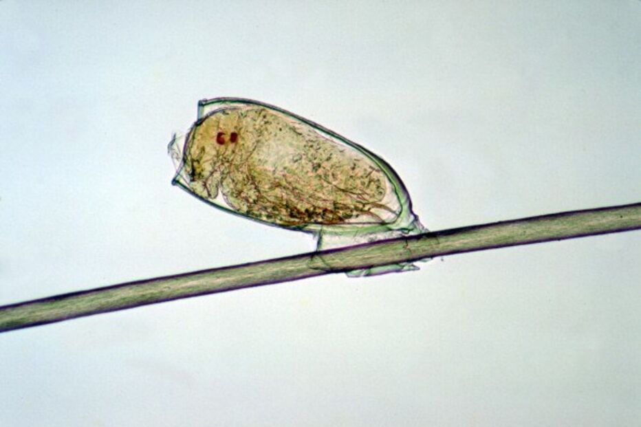 Lêndea, piolho, ovo