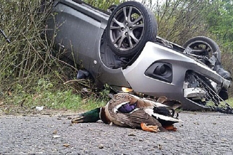 despiste, carro, pato, inglaterra