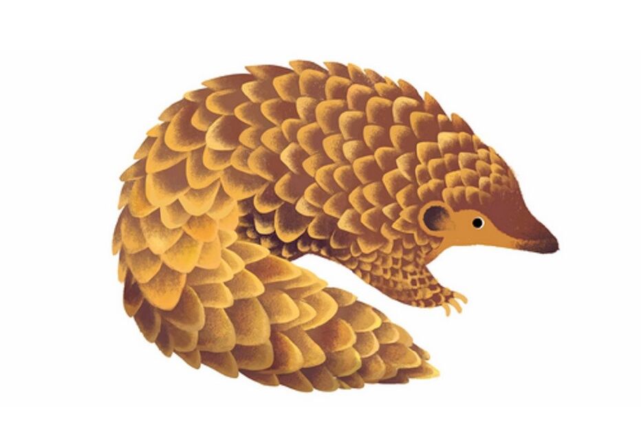 google, animal, dia da terra, questionário