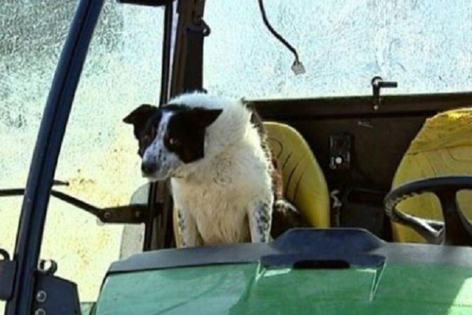 22-04-2015_21_47_38 ml cão.jpg