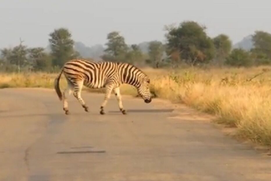 25-04-2015_02_33_34 ml zebra.jpg