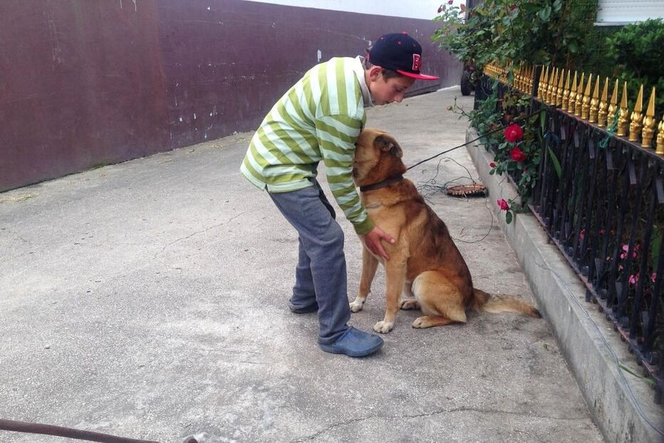 cão, criança, ataque, ovar