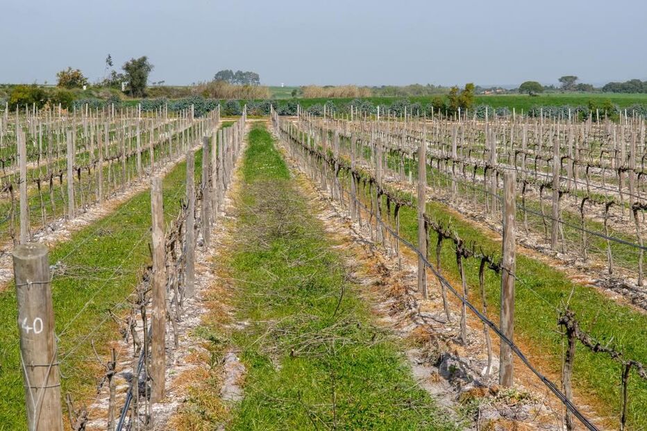 vinha, Cortes de Cima, Almograve