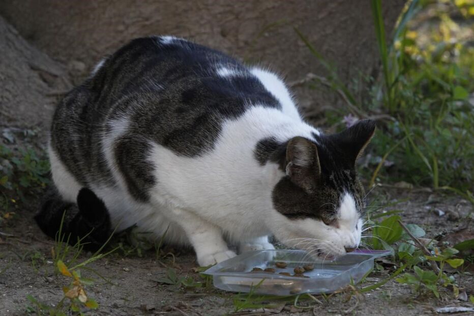 30-04-2015_21_22_12 gato.JPG